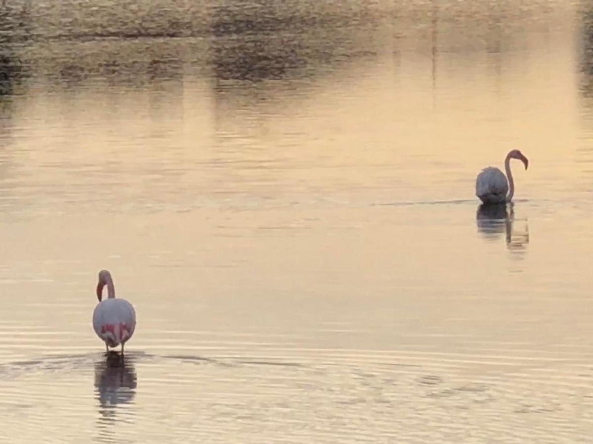 Barcaresa-La Perle Vue Mer Pieds Dans L'Eau Clim Wifi Leucate Kültér fotó