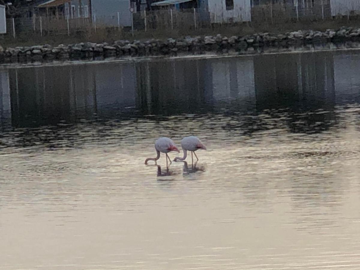 Barcaresa-La Perle Vue Mer Pieds Dans L'Eau Clim Wifi Leucate Kültér fotó